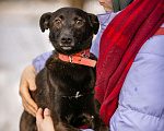 Собаки в Солнечногорске: Маленькая собачка в дар Девочка, Бесплатно - фото 2