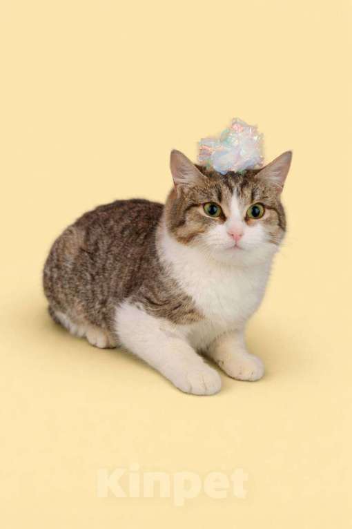 Кошки в Москве: Котенок Юкки ищет добрую спокойную семью Девочка, Бесплатно - фото 1