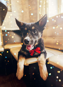 Щенок в добрые руки