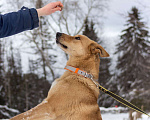 Собаки в других городах Пермского края: Большое и обнимательное солнышко Мальчик, Бесплатно - фото 2
