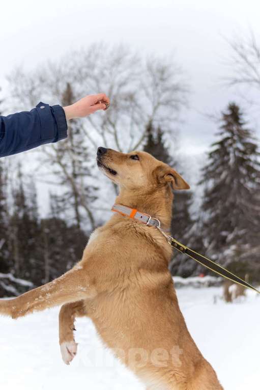 Собаки в других городах Пермского края: Большое и обнимательное солнышко Мальчик, Бесплатно - фото 2