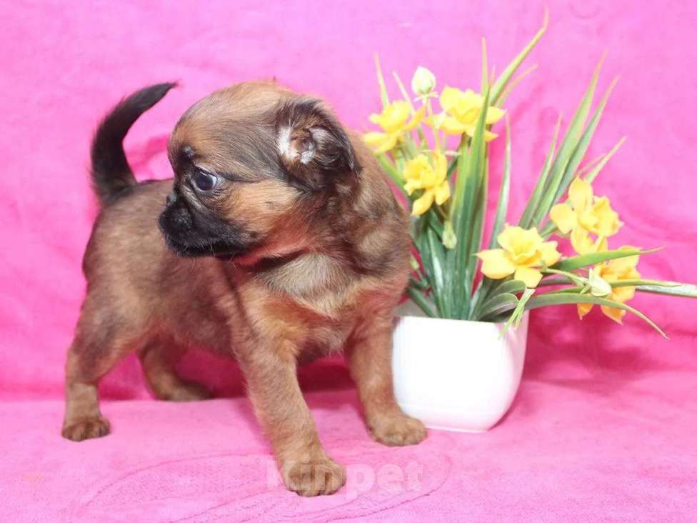 Собаки в Санкт-Петербурге: Маленькая разбойница Девочка, 80 000 руб. - фото 4