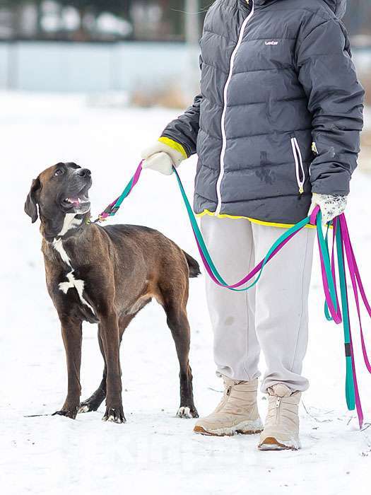 Собаки в Москве: Красавица Лада, молодая добрая семейная собачка в добрые руки Девочка, 10 руб. - фото 3