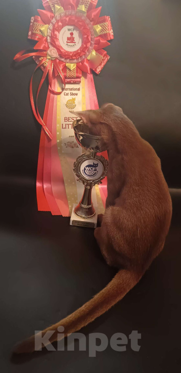 Кошки в Москве: Яркий ласковый абиссинский котик соррель Мальчик, 155 000 руб. - фото 3