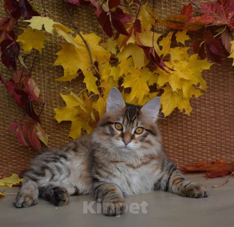 Кошки в Егорьевске: Курильский бобтейл Мальчик, 40 000 руб. - фото 3