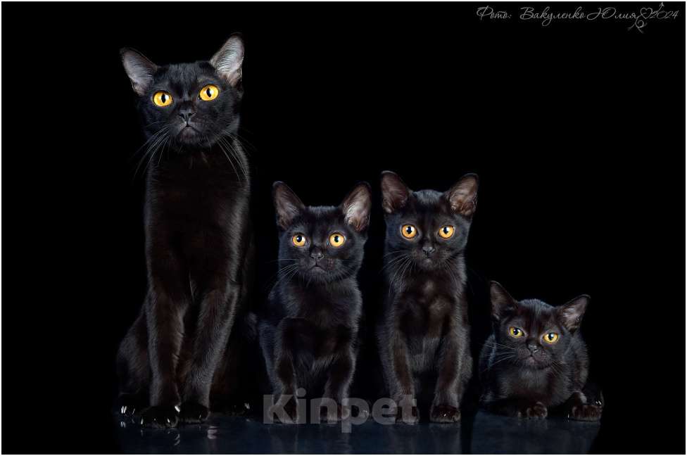 Кошки в Ростове-на-Дону: Котята породы Бомбей Мальчик, Бесплатно - фото 10