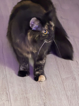 Найден котик