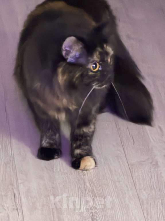 Кошки в Тамбове: Найден котик Девочка, Бесплатно - фото 1