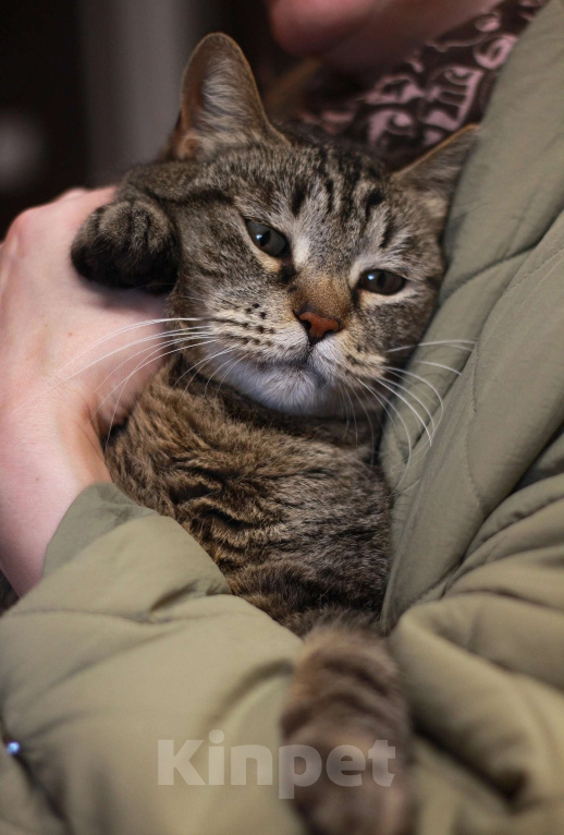 Кошки в Санкт-Петербурге: Кошечка ищет семью Девочка, Бесплатно - фото 4