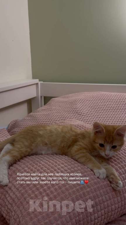 Кошки в Москве: Рыжий котенок в поиске своих хозяев Девочка, Бесплатно - фото 5
