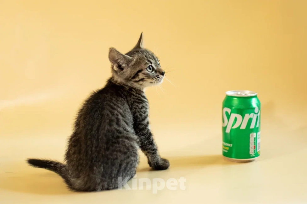 Кошки в Москве: Крошка Спрайт ищет дом!💚 Мальчик, Бесплатно - фото 1