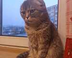 Кошки в Кемерово: Умная кошечка ищет дом Девочка, 10 руб. - фото 1