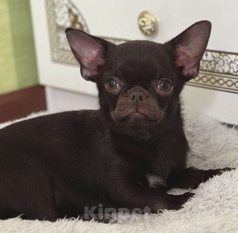 Собаки в Москве: Роскошная малышка чихуахуа Девочка, 80 000 руб. - фото 2