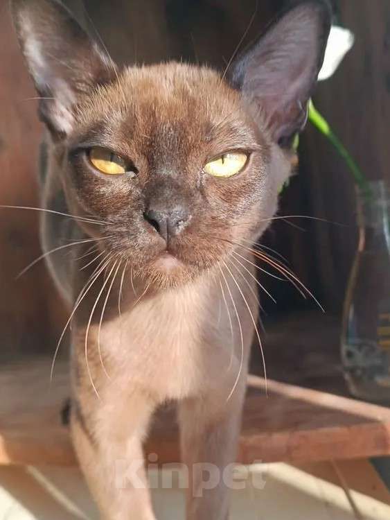 Кошки в Ростове-на-Дону: Европейская бурма  Мальчик, 65 000 руб. - фото 1