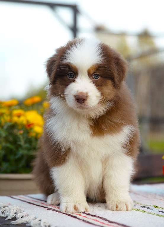 Собаки в других городах Владимирской области: щенок австралийской овчарки Девочка, Бесплатно - фото 2