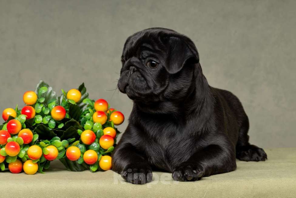 Собаки в Санкт-Петербурге: Мопс девочка, чёрный окрас. Девочка, 70 000 руб. - фото 1