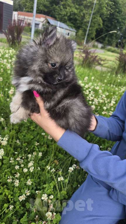 Собаки в Москве: Мишка мимишка Мальчик, 35 000 руб. - фото 2