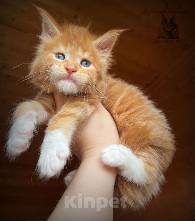 Кошки в Санкт-Петербурге: Красный биколор котик Мальчик, 70 000 руб. - фото 4