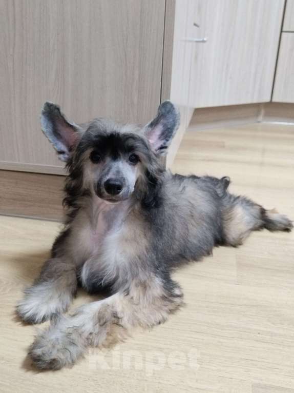 Собаки в Санкт-Петербурге: Пуховые мальчики китайской хохлатой собаки Мальчик, 25 000 руб. - фото 5