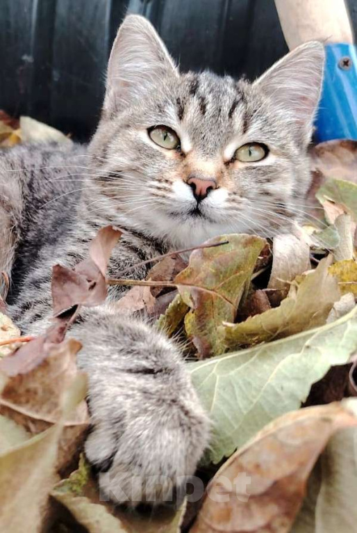 Кошки в других городах Башкортостана: Обаятельная девчушка Девочка, 500 руб. - фото 1