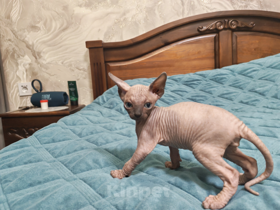 Кошки в Вязниках: Продам котят канадского сфинкса Разнополые, 15 000 руб. - фото 4