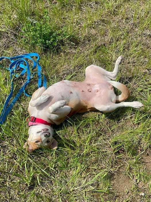 Собаки в Москве: Маленькая собачка Жужа ищет дом Девочка, 10 руб. - фото 6