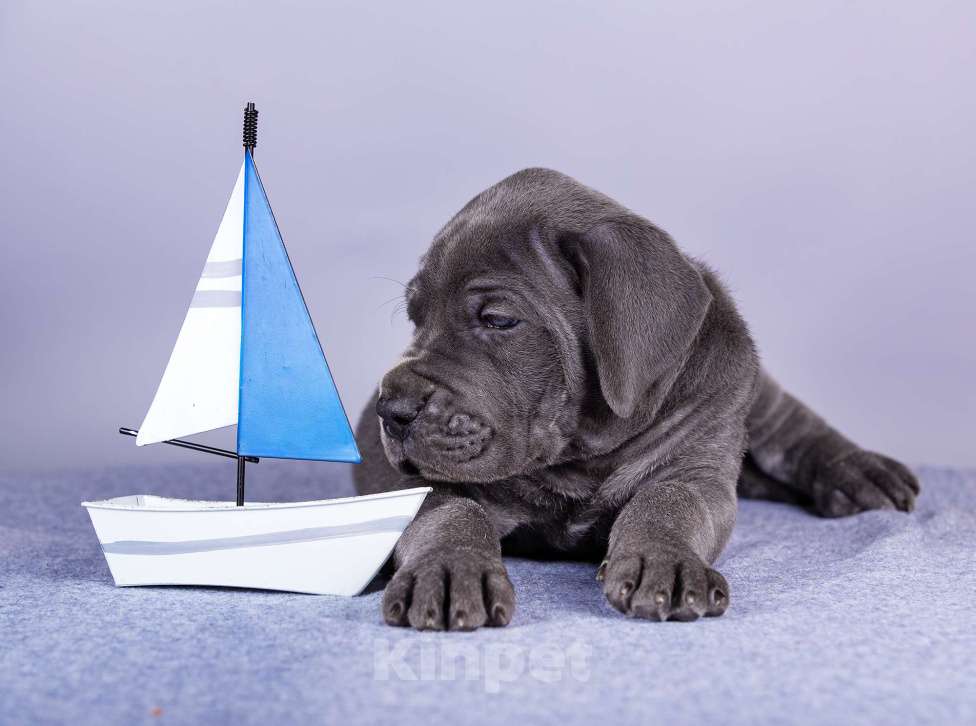Собаки в Нижнем Новгороде: Немецкий Дог Чемпион Моего Сердца (Синяя лента) Мальчик, 100 000 руб. - фото 5