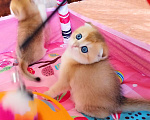 Кошки в Красноярске: Шотландский вислоухий короткошёрстный котёнок Разнополые, 35 000 руб. - фото 2