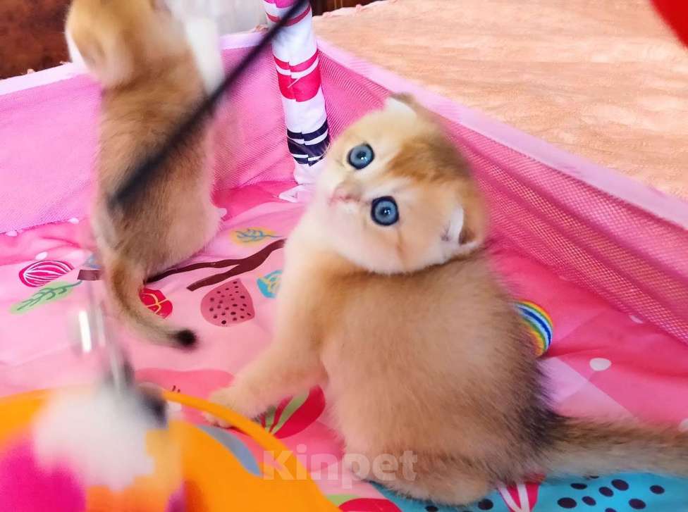 Кошки в Красноярске: Шотландский вислоухий короткошёрстный котёнок Разнополые, 35 000 руб. - фото 2