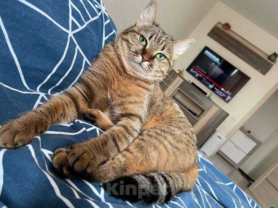 Кошки в Ростове-на-Дону: Кошечка "Симба" Девочка, Бесплатно - фото 2