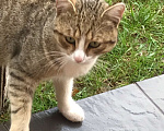 Кошки в Самаре: "Дом и любовь ищут котика: помогите коту найти свой новый дом!" Мальчик, Бесплатно - фото 3