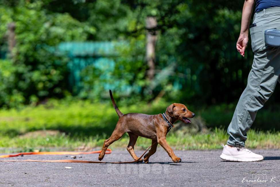 Собаки в Подольске: Щенок немецкого пинчера Девочка, 65 000 руб. - фото 3