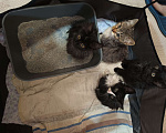 Кошки в Майкопе: Котята ищут семью Мальчик, Бесплатно - фото 2