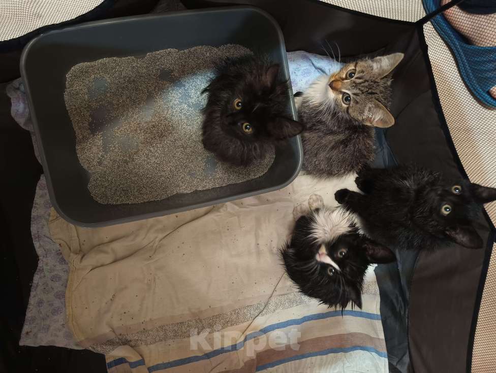 Кошки в Майкопе: Котята ищут семью Мальчик, Бесплатно - фото 2