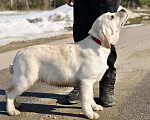 Собаки в Задонске: Девочка Лабрадора Девочка, 50 000 руб. - фото 5