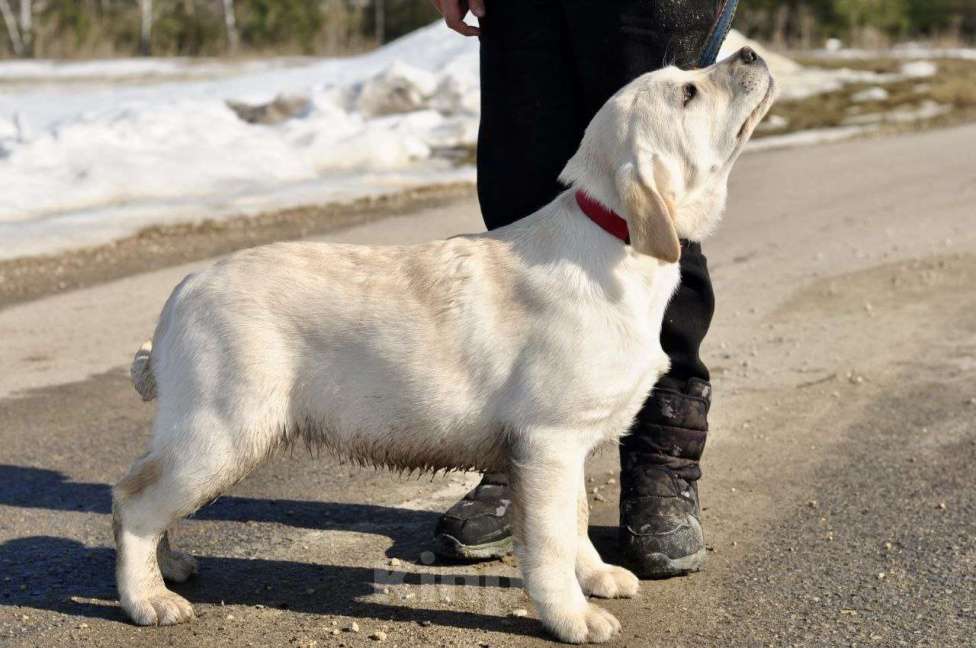 Собаки в Задонске: Девочка Лабрадора Девочка, 50 000 руб. - фото 5