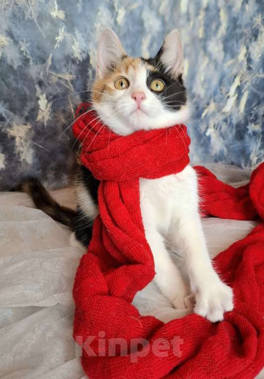 Кошки в Москве: Трехцветный котёнок в добрые руки  Девочка, Бесплатно - фото 9