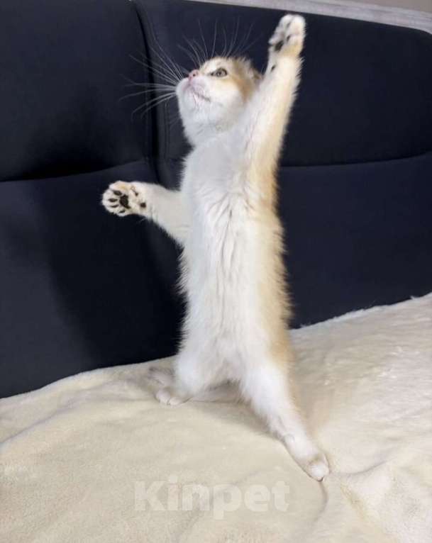 Кошки в Москве: Шотландская вислоухая кошечка Девочка, 45 000 руб. - фото 3