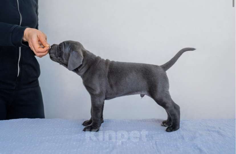 Собаки в Краснодаре: Продам щенков кане корсо  Мальчик, 100 000 руб. - фото 6