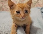 Кошки в Балашихе: Кошечка полностью рыженькая Девочка, 1 руб. - фото 4