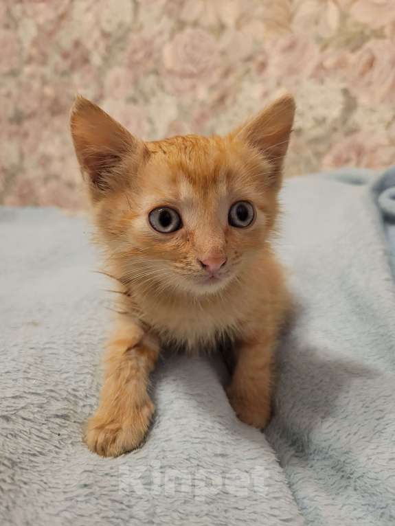 Кошки в Балашихе: Кошечка полностью рыженькая Девочка, 1 руб. - фото 4