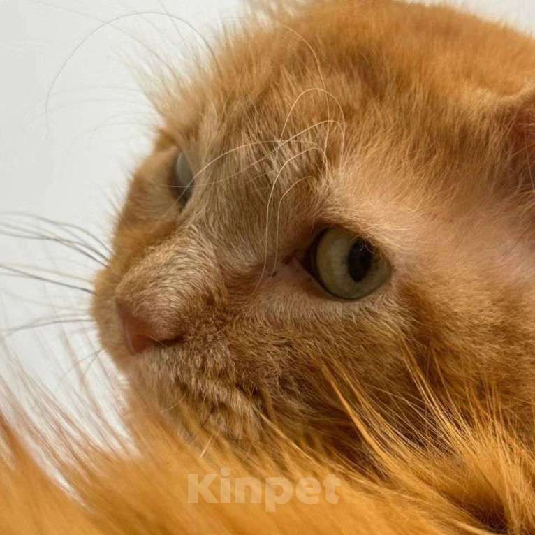 Кошки в Москве: Пушистый рыжий кот ищет дом Мальчик, Бесплатно - фото 4