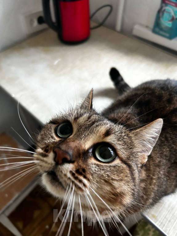 Кошки в Ростове-на-Дону: Кошечка "Симба" Девочка, Бесплатно - фото 3