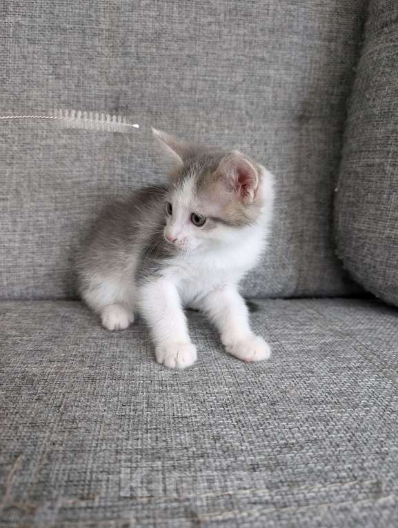 Кошки в других городах Московской области: Шикарный окрас серо-бежево-белый Мальчик, Бесплатно - фото 4