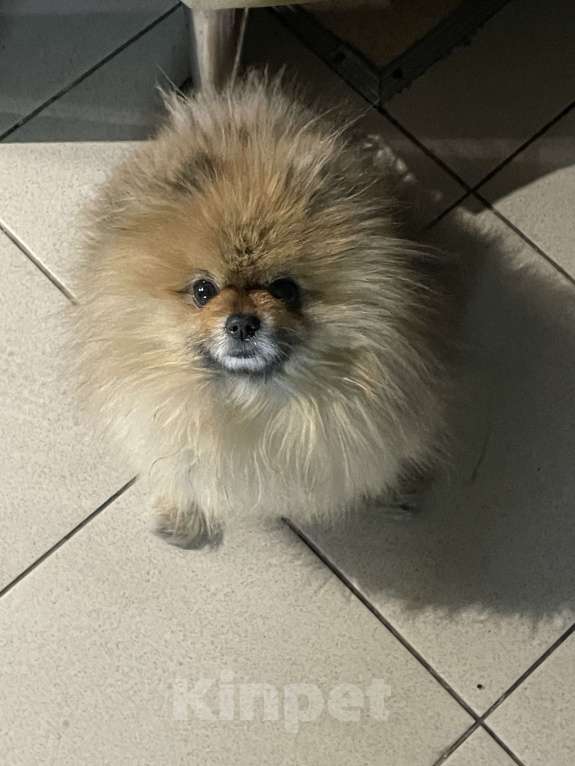 Собаки в Улане-Удэ: Пропала собака Мальчик, 1 000 руб. - фото 2