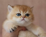 Кошки в Волгодонске: Котёнок  Девочка, 10 000 руб. - фото 1