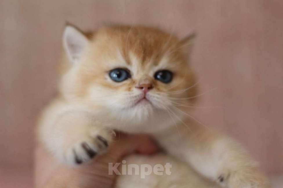 Кошки в Волгодонске: Котёнок  Девочка, 10 000 руб. - фото 1