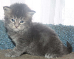 Кошки в Полярном Зоре: Котята из питомника, 10 000 руб. - фото 6