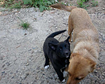 Собаки в Коломне: Чёрные, с белыми гольфами, фартуками и кончиком хвоста Девочка, Бесплатно - фото 4