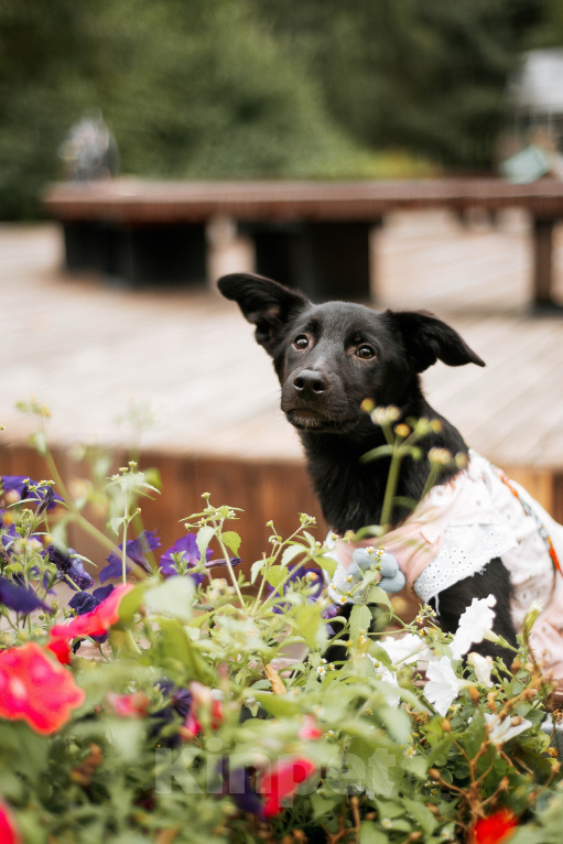 Собаки в Москве: Ищет дом Солмаз — неувядающий цветок, расцветший вопреки всему🌸 Девочка, Бесплатно - фото 2